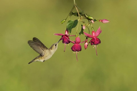 Black-chinned hummingbird