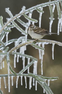 Chipping Sparrow