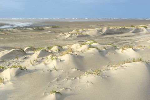 Foredunes with sand drifts