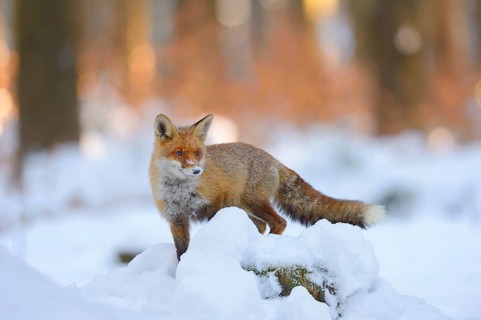 Red fox