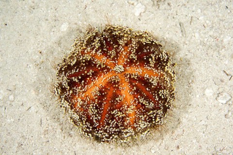 Toxic Leather Sea Urchin or Red Sea fire urchin