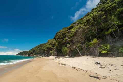 Sandy beach with tropical vegetation