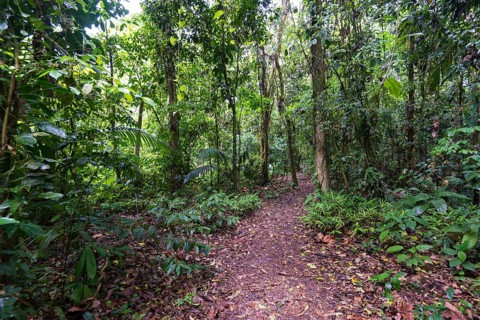 Footpath through dense rainforest