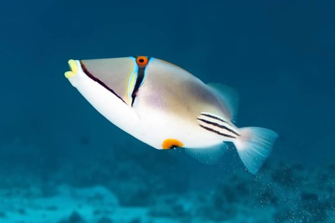 Arabian Picasso triggerfish