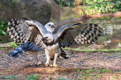 Couple of Harpy Eagles