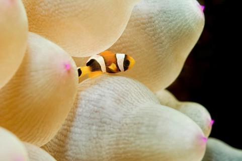 Juvenile Clark's Anemonefish