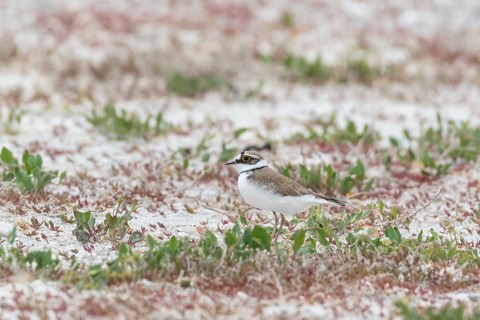 Little ringed plover