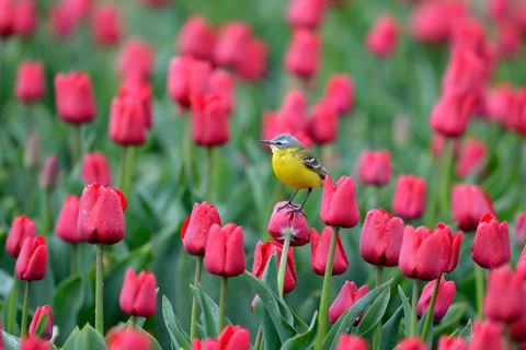 Yellow wagtail