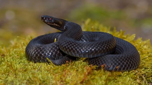 Common European Viper