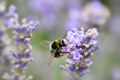 Early bumblebee