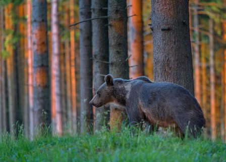 Brown bear