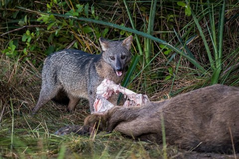 Hoary fox