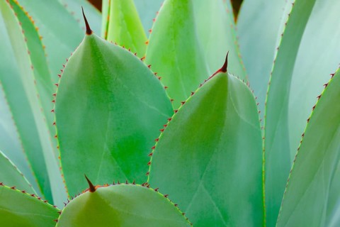 Agave