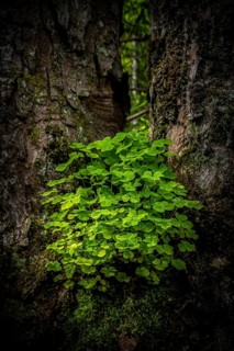 Wood sorrel