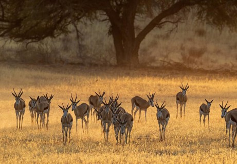 Herd of Springboks