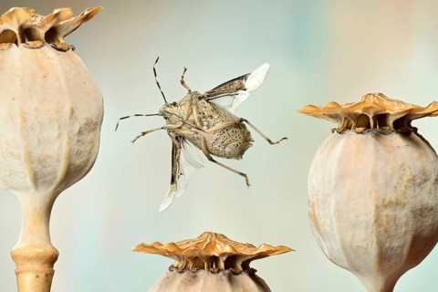 Raphigaster nebulosa