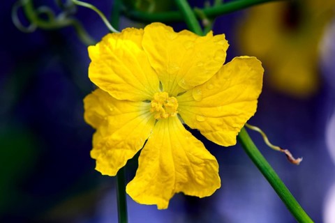 Yellow flower of telegraph plant