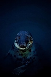 Pinniped