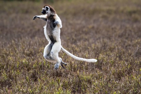 Dancing Verreaux's sifaka