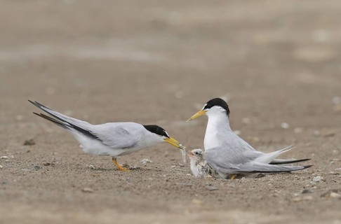 Least Terns