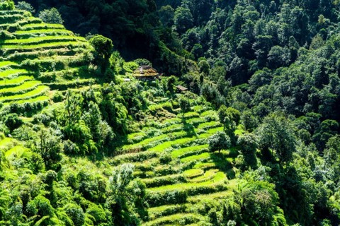 Agricultural landscape