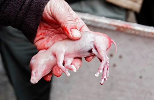 Hand holding fetus of boar