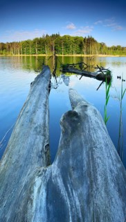 Dead wood in the lake