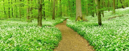 Hiking trail winding through natural beech forest