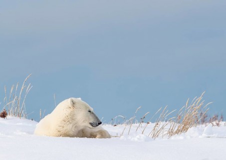 Polar bear