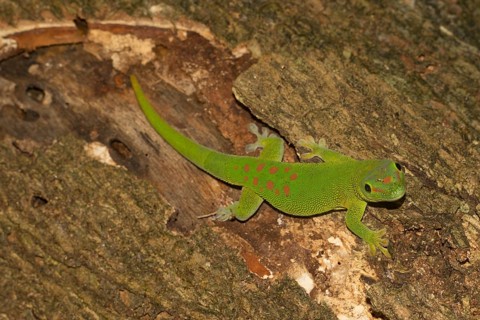 Madagascar giant day gecko