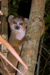 Crowned lemur