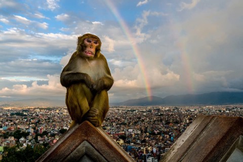 Rhesus macaque
