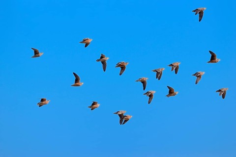 Namaqua sandgrouses