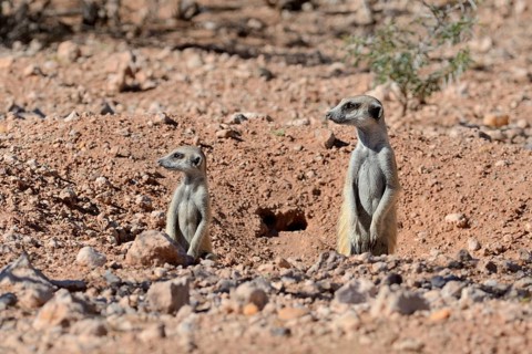 Meerkats