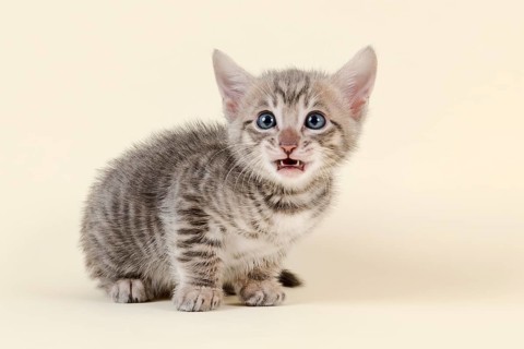 Toyger