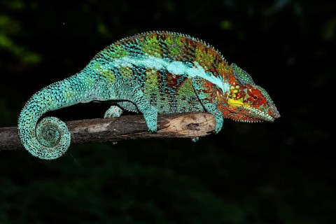 Male panther chameleon