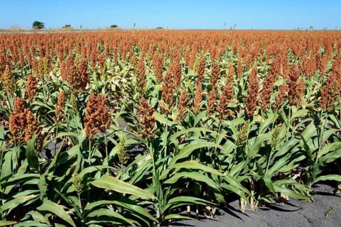 Field of sorghum
