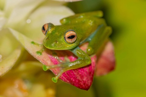 Mantellid frog