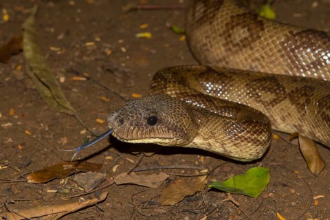 Madagascar tree boa