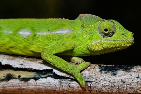 Belalanda chameleon
