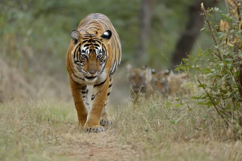 Bengal Tigers
