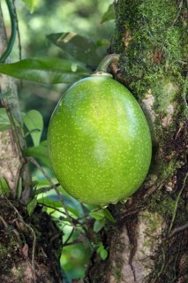 Calabash tree