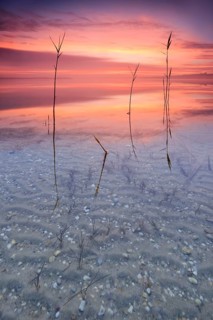 Reeds in lake at sunrise