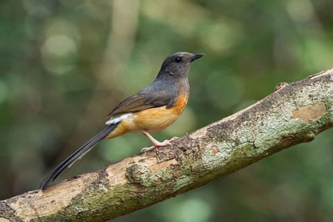 White-rumped shama
