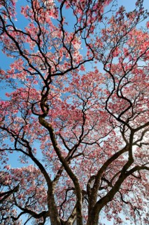 Blooming magnolia