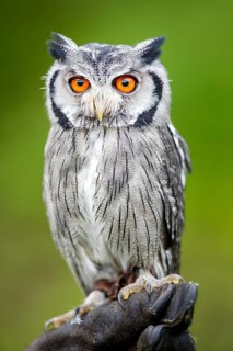 Southern white-faced owl