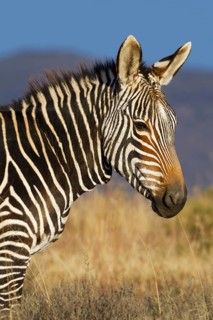 Cape mountain zebra