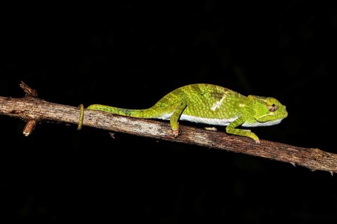 Juvenile male two-horned chameleon