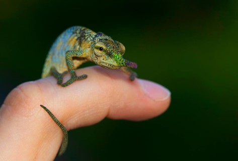 Blade or lance-nosed chameleon