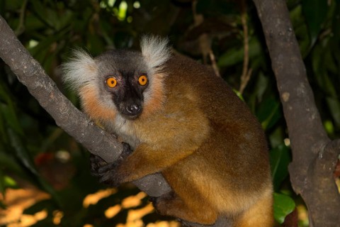 Black lemur